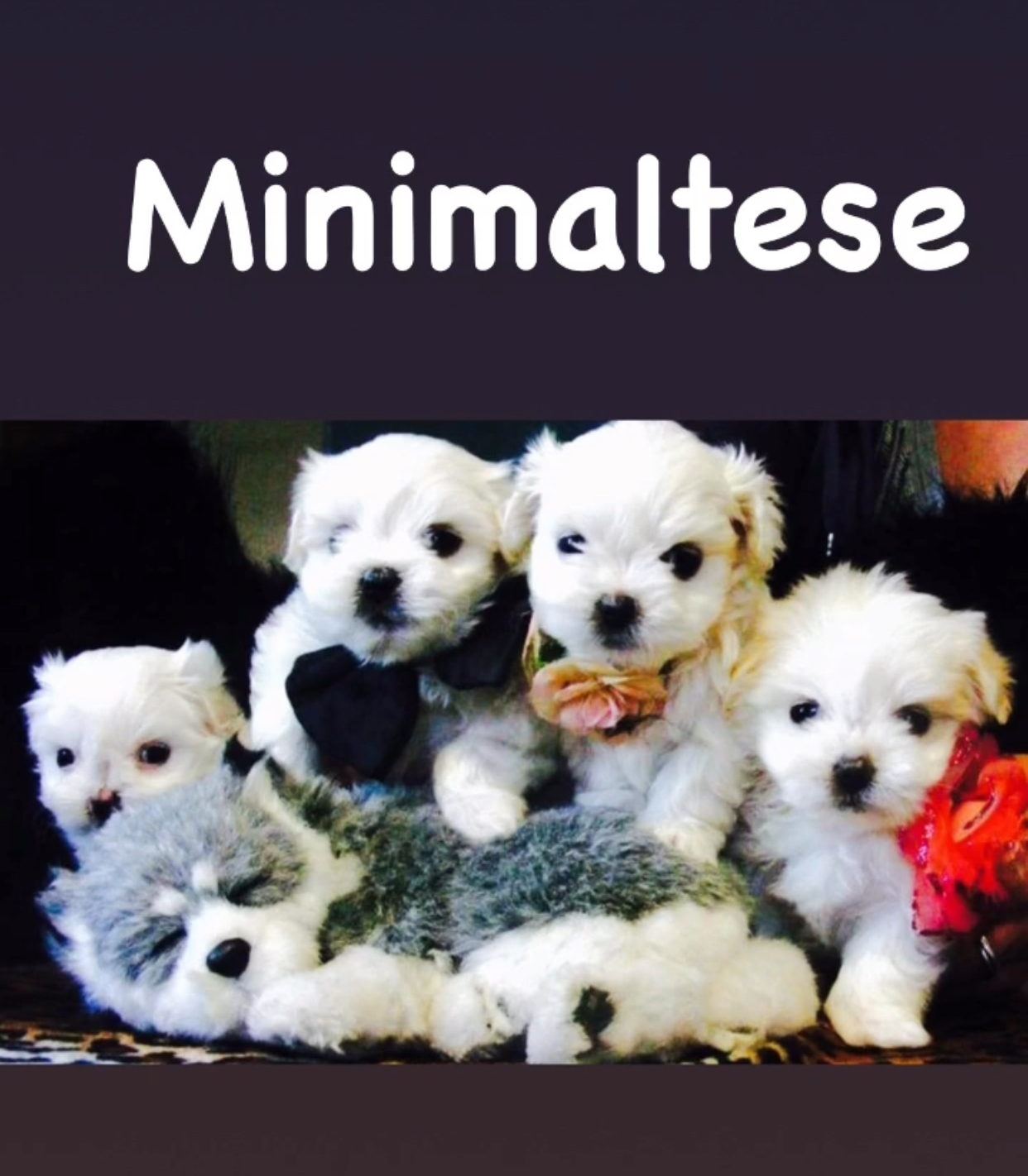 Minimaltese